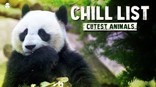 CUTEST ANIMALS 🐼 Relaxing Music Video for Stress Relief by Playlists Kool 1,213 views 11 months ago 2 hours, 26 minutes