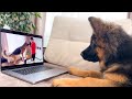 Shocked German Shepherd Puppy Recognises Himself On TV!