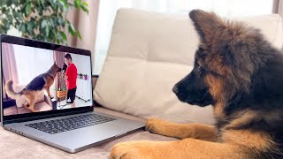 Shocked German Shepherd Puppy Recognises Himself On TV!