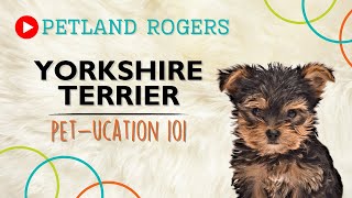 Everything you need to know about Yorkshire Terrier puppies! by Petland Rogers 74 views 8 months ago 1 minute, 11 seconds