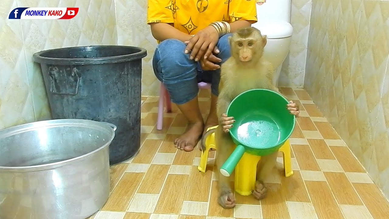 Adorable Monkey Kako Taking Bath And Wear Clothes On Chair
