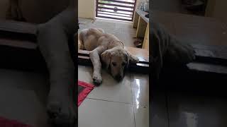 Simba is getting scolded for broken the shower pipe | Simba the Labarador puppy