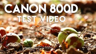 Canon 800D Video Test
