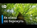 Ліси у Німеччині: як їх доглядають, вирубують і кому належать | DW Ukrainian