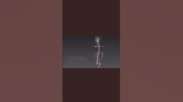 YOUR NERVOUS SYSTEM!