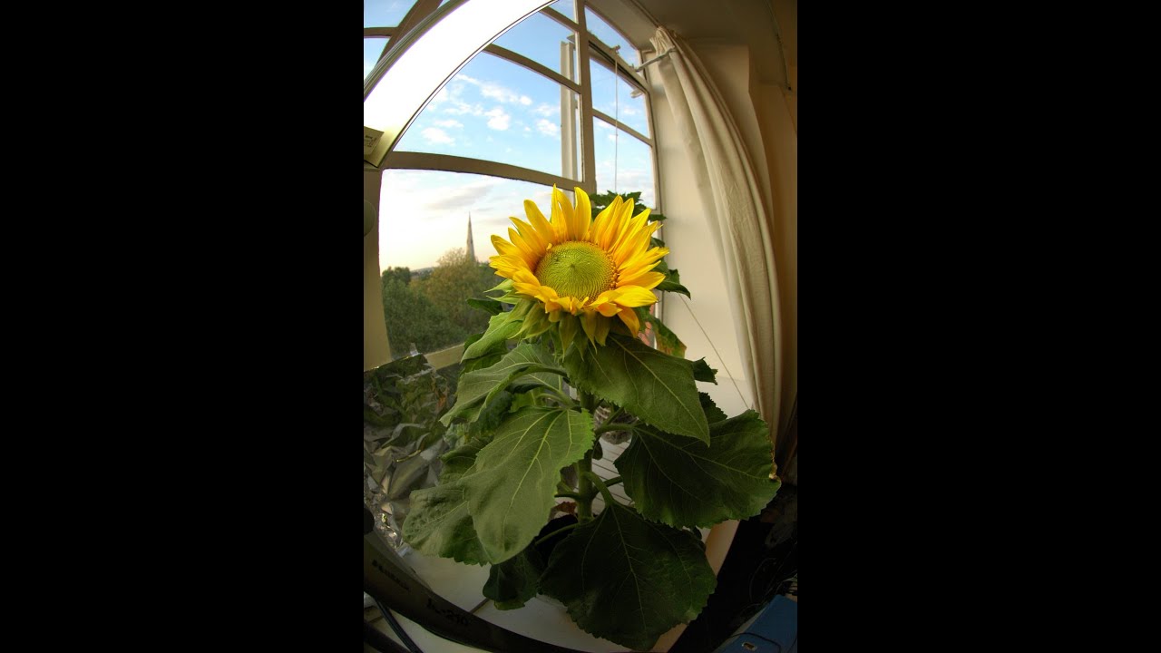 Sunflower Fun Facts You Didn't Know But Now You Do