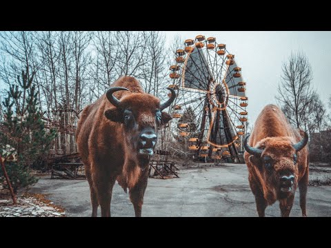 Чернобыльские джунгли. 20 лет без человека. Полная версия. | Film Studio Aves