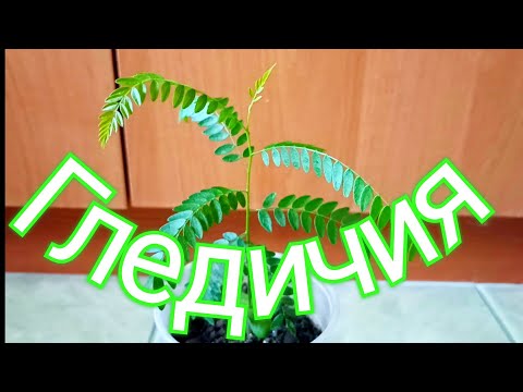 Гледичия трёхколючковая. Для чего она?