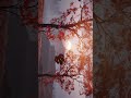 this game is beautiful #videogamephotography #gaming #ghostofyotei #photomode