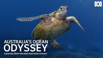 What Is The East Australian Current? | Australia