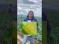 🛑 ¿Trips en tu cultivo de brócoli?