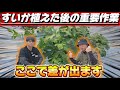 スイカを植えた後の最重要管理を紹介!活着を早めて収穫量を増やすための実践テクニックは〇〇です!!