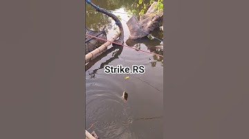 Mancing mania...mantab #reel #reels #short #shorts #shortvideo #fyp #viral #video #happy #story