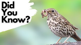 Things you need to know about SONG THRUSHES!