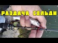 Селедка на каждом забросе, мормышинг на Fish Season Fario NT-Morm 602XUL-S 2021