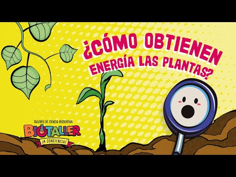 Video: ¿De qué obtienen las plantas su energía?