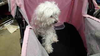 MALTESE ROXY is OLD BUT still ACTIVE GOOD EYESIGHT by Shema Israel 154 views 4 years ago 1 minute, 10 seconds