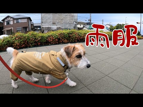 【ジャックラッセルテリア】マンダリンブラザーズのレインスーツを半年使ってみて・・・