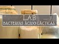 Cmo cultivar bacterias beneficiosas  fungicida y fertilizante  lab knf