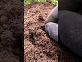 THERE WAS A FISH BURIED IN THIS FIELD! #shortvideo #shorts #short #fish