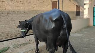 Big udder buffalo with 25 kg milk capacity buffalo.