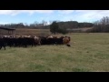 Cowdogs Working Cowdogs Working