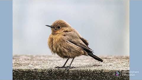 سورة الكافرون بصوت القارئ عبدالرحمن محمد