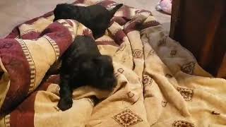 Briard puppies by Lebec Briards 37 views 4 years ago 11 seconds