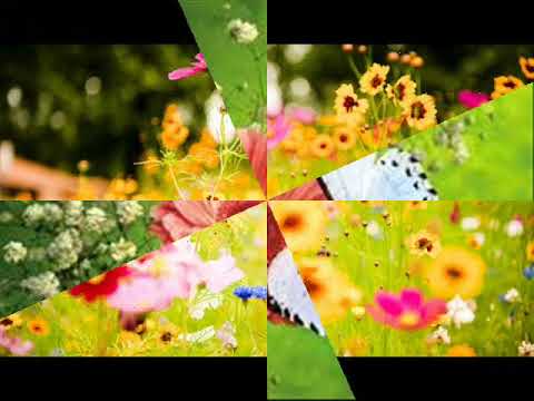 ოთხი სურვილი