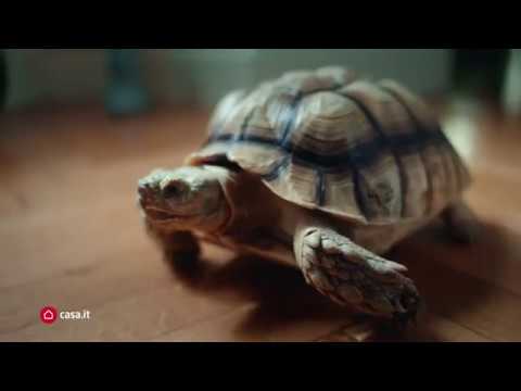Casa.it - Una soluzione per tutto e per tutti - 1 - video from Casa.it