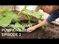 Growing giant pumpkins 2023 episode 2  greenhouse care