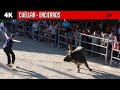 Cuéllar (Segovia) ▶ Festejos taurinos varios