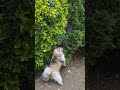 max jugando vien casado