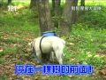 狗狗猩猩大冒險1 Episode 09