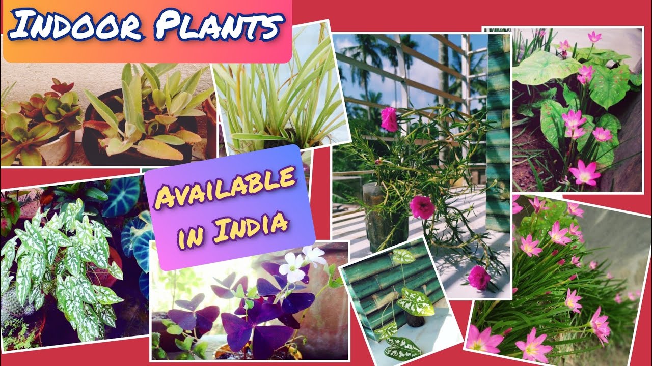 Indoor Plants easily available in India | Ornamental Plants | Happy