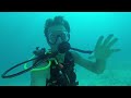 Scuba diving in the bahamas grouper lobster snappers and more