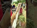 smart agricultural machine specifically for harvesting shallots in large fields #shorts