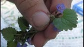 Wild Edibles #12 Purple Deadnettle