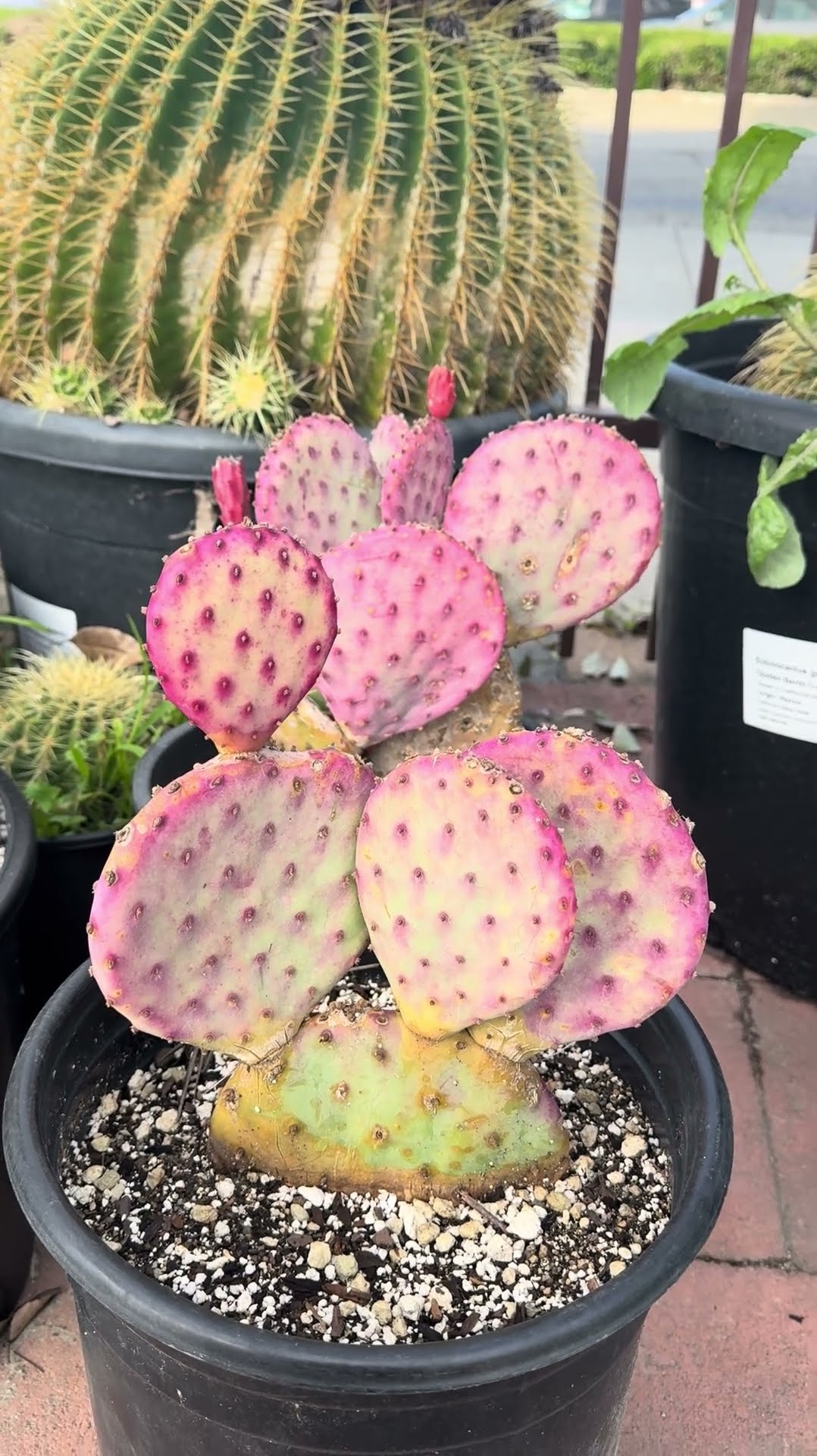 Opuntia violacea “Purple Santa Rita Prickly Pear” 💜🌵 - YouTube