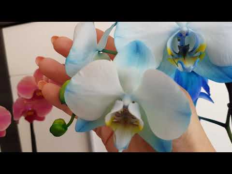 Орхидея 🥰голубая орхидея крашеная 💜розовая орхидея💜