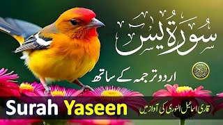 Download Lagu Best Surah Yaseen Recitation | Powerful Quran Tilawat to Cleanse Your Soul | سورة يس | Daily Quran04 MP3