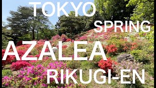 Rikugi-en Gardens - Azalea Blossom Viewing (April - Tokyo in 12 months)