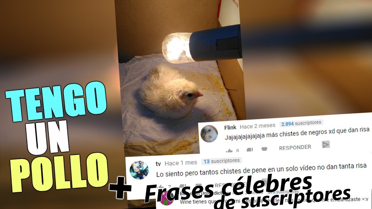 ⁣TENGO UN POLLITO | FRASES CÉLEBRES DE SUSCRIPTORES