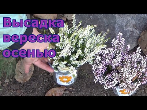 Посадка вереска из Леруа осенью в открытый грунт Подмосковье. Условия посадки и выращивания вереска.