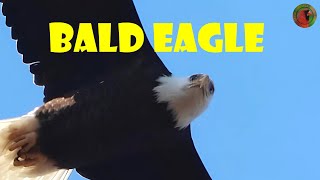 Bald Eagle in Slow Motion