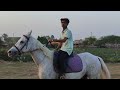 Shamroz Riding Horse | Horse Club Uqaab | Zabardast Rider