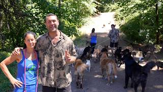 Introducing Titan and Clyde to the pack with special guest Neely!