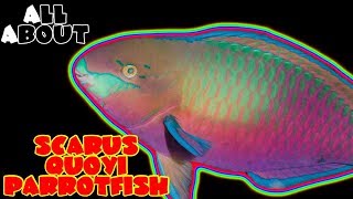 All About The Scarus Quoyi Parrot Fish or Greenblotch