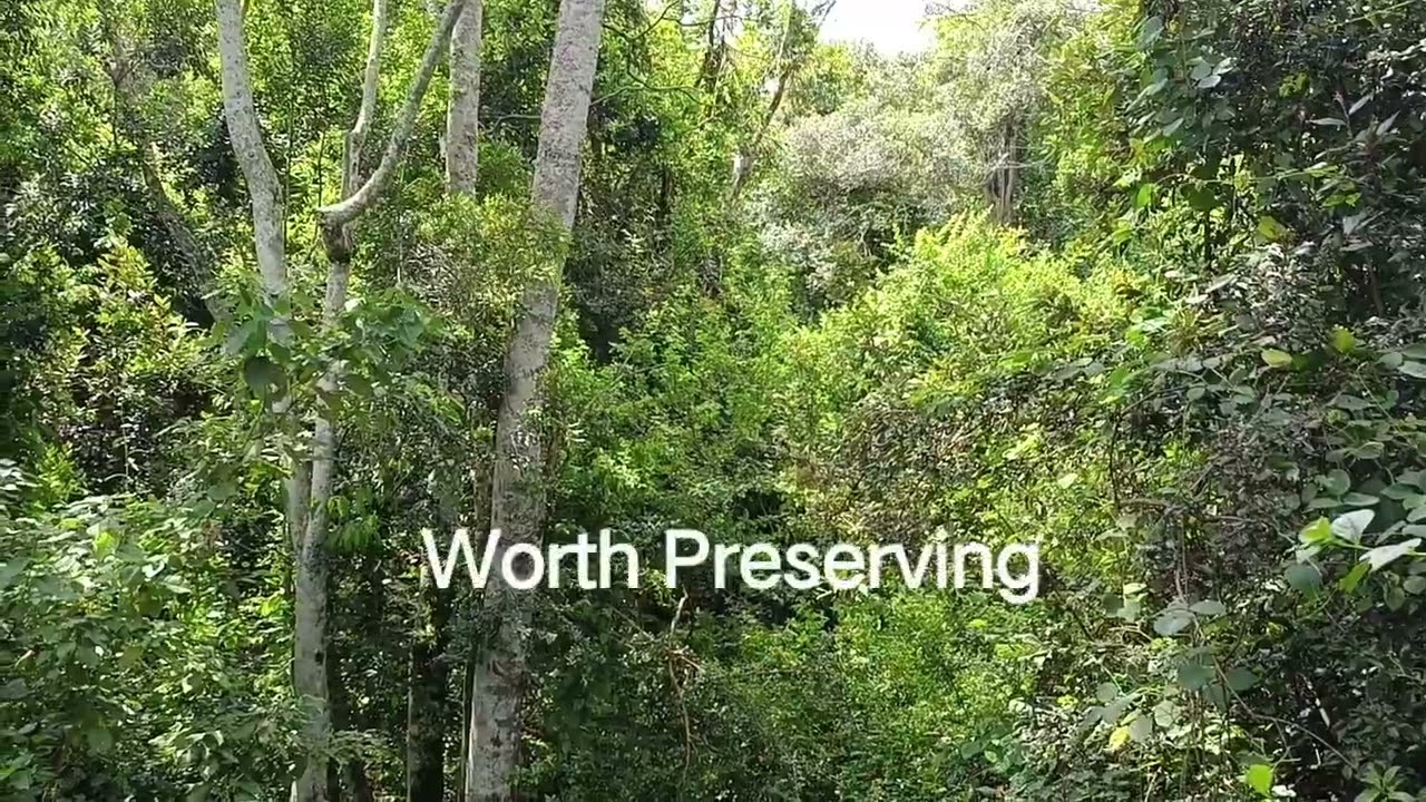 Sweet Sounds of Nature