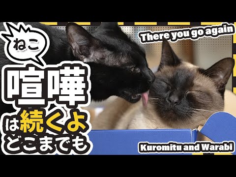 ねこ喧嘩は続くよどこまでも